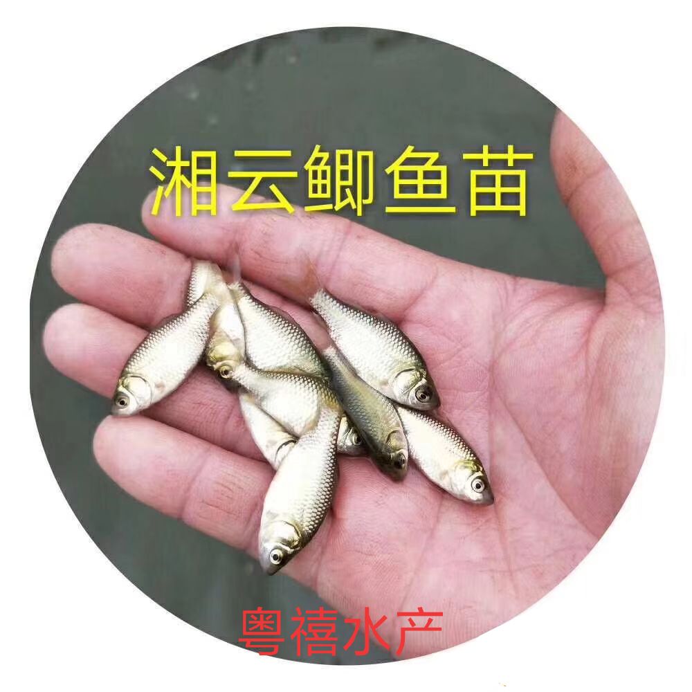 黃金鯽魚苗，正品鯽魚苗 湘云鯽 工程鯽魚苗3-5cm