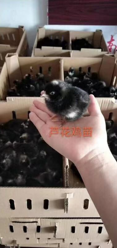 广州芦花鸡苗 