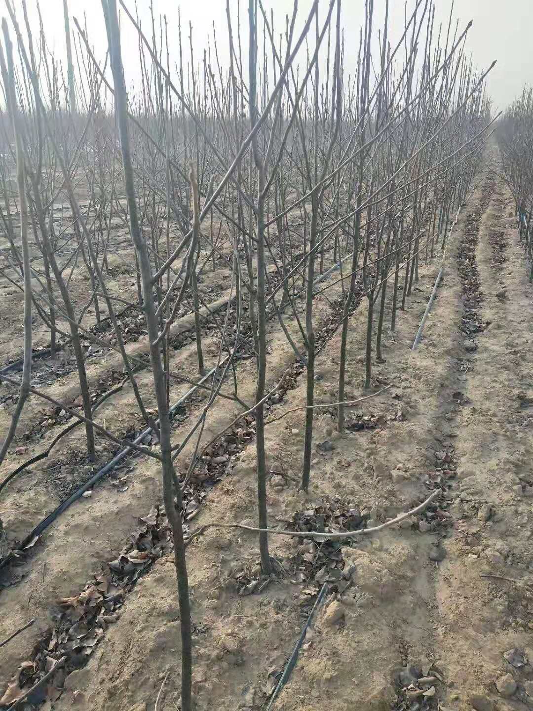 四月李树苗 
