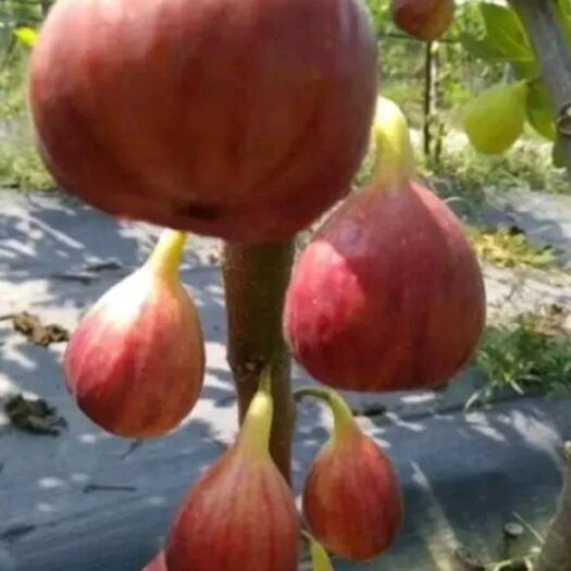 泰安波姬红无花果苗 