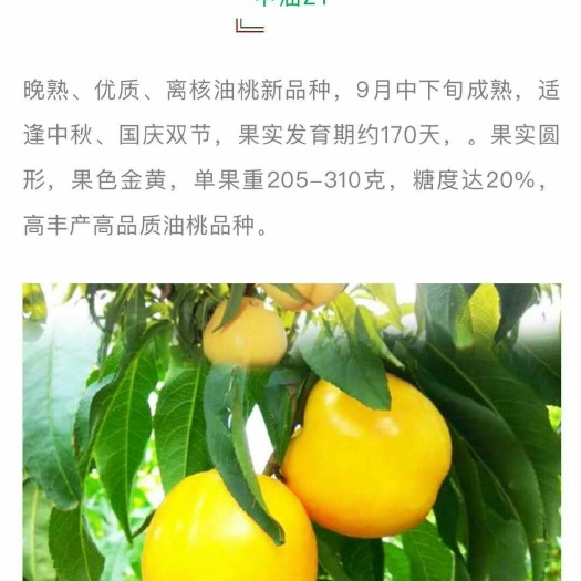 泰安中油21号油桃苗 1~1.5米