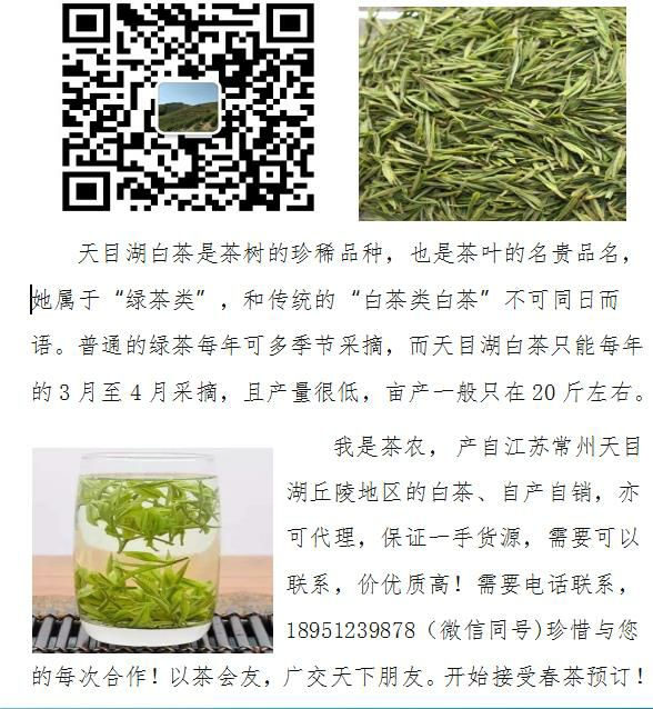溧阳白茶 场家直销