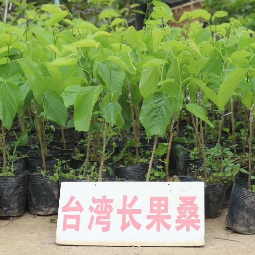 普宁市长果桑