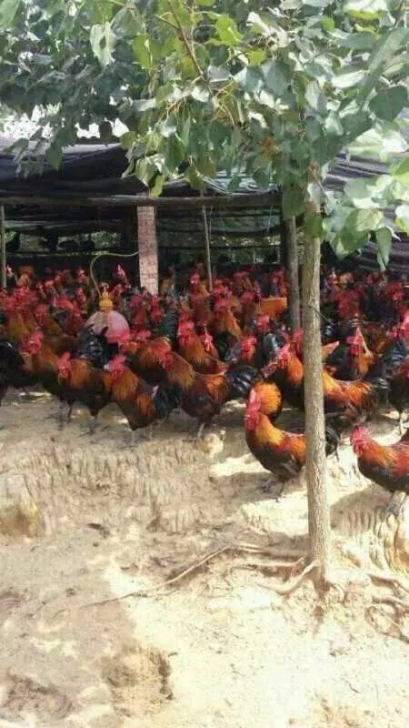 南宁 红，血毛土鸡苗