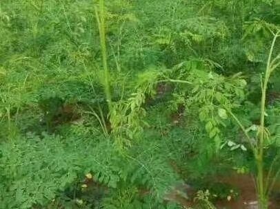会理市辣木菜 