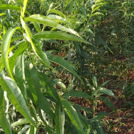 礼泉县脆红李苗 