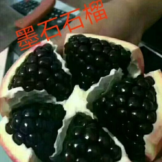 泰安黑籽石榴树苗 