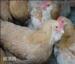 广州胡须鸡苗 