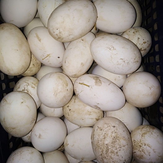濮阳县土鹅蛋 食用 箱装 