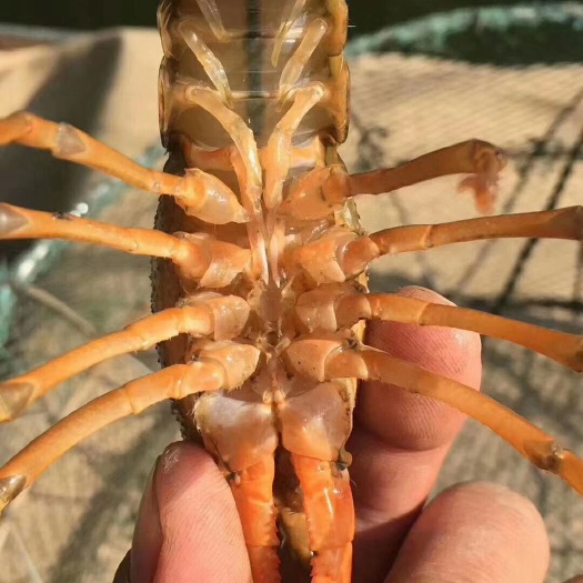 颍上县小龙虾苗 
