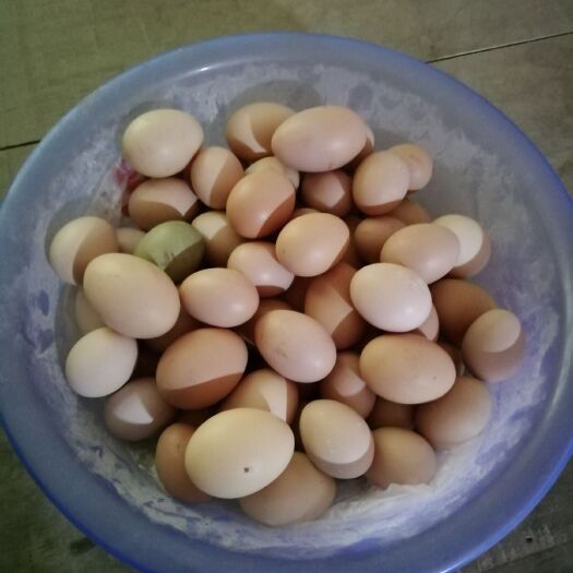 南部县土鸡蛋 食用 箱装 