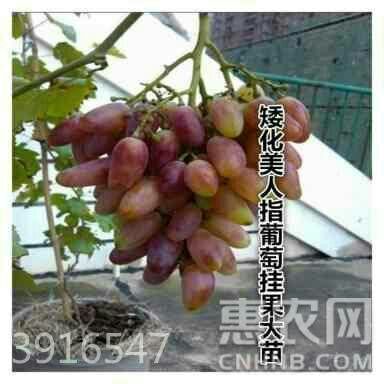 平邑县美人指葡萄苗 