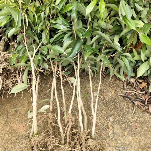 灵山县无核荔枝苗 