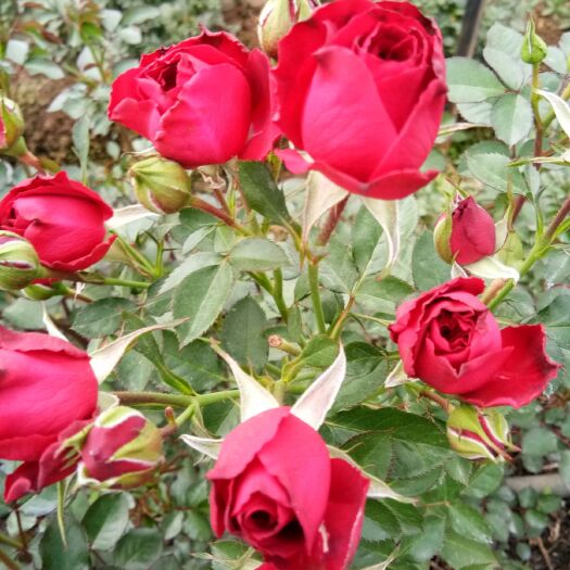 昆明红玫瑰 