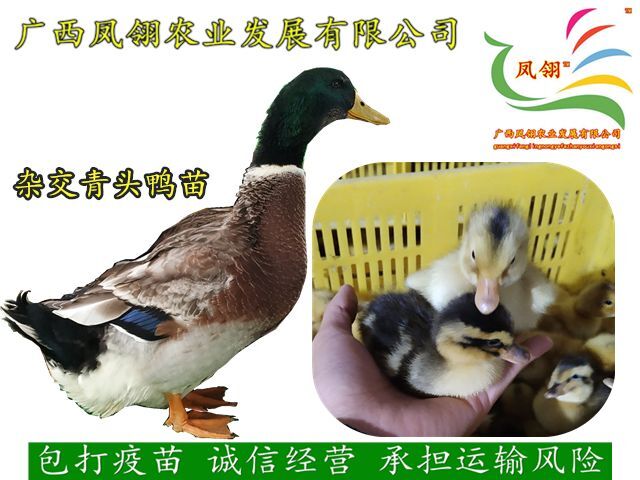 南宁 青头鸭苗  杂交麻鸭苗