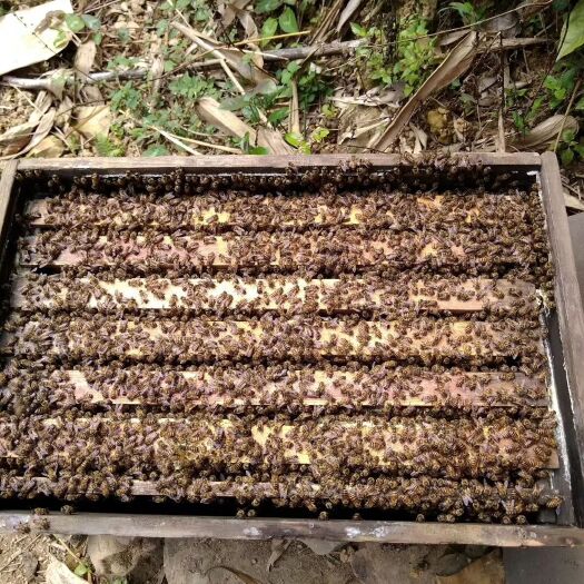 广州百花蜜 塑料瓶装 2年 95%以上 