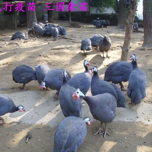 南宁 珍珠鸡苗，外省可达，运输包。活，包打疫苗