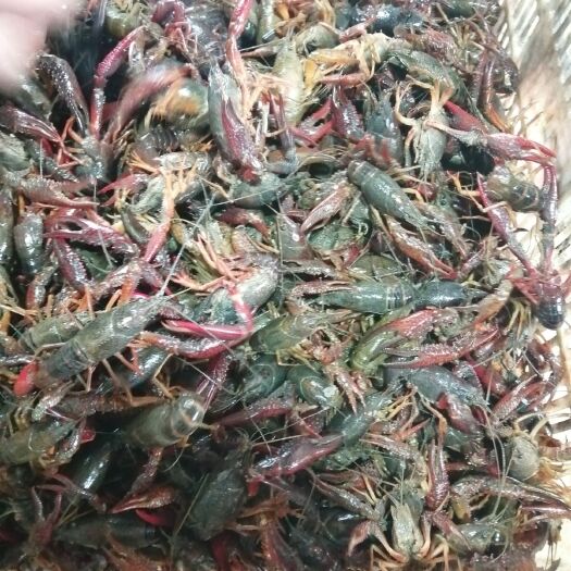 连云港青红虾 4-6钱 人工养殖 