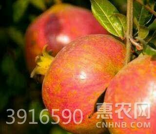 平邑县软籽石榴苗 