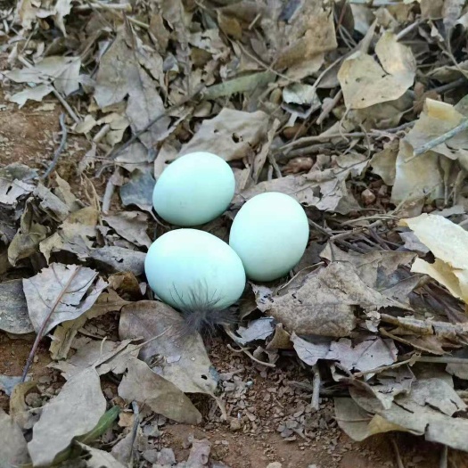 茶陵县土鸡蛋  箱装 食用 孵化    绿壳蛋