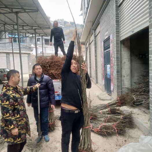 秀山嫁接核桃苗 