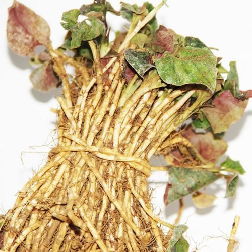 野生鱼腥草 