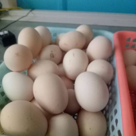 翁源县土鸡蛋 食用 简包装 