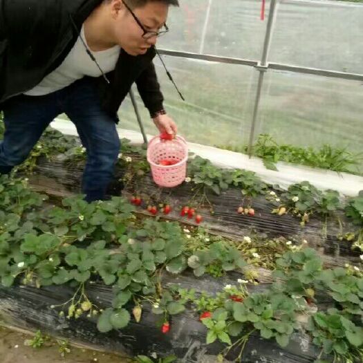 上海奶油草莓 50克以上 