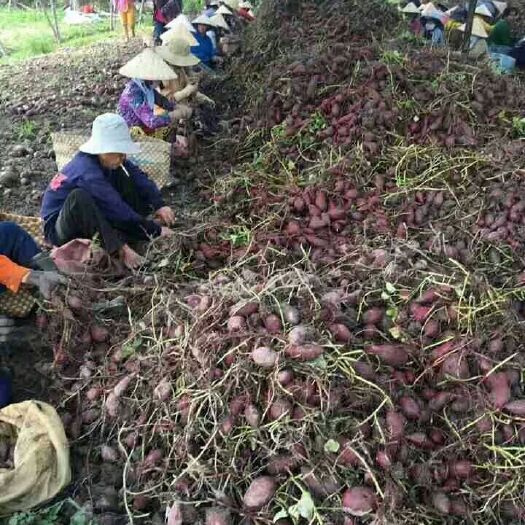 靖西市越南紫薯 3两以下