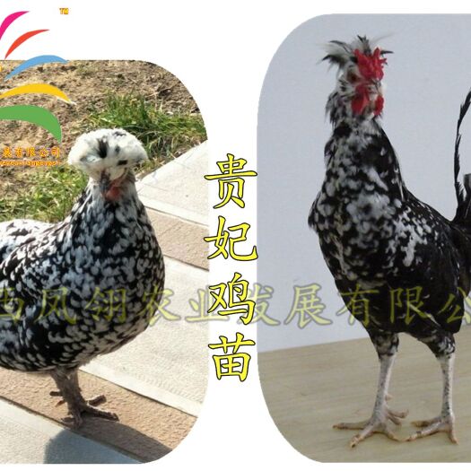 南宁贵妃鸡苗
