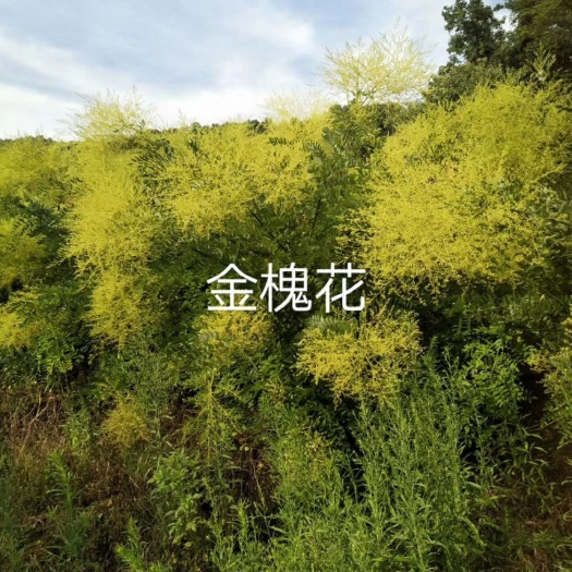 会昌县槐树花 鲜货 