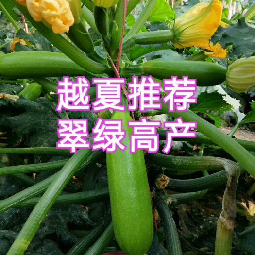 绿皮西葫芦种子 越夏耐高温品种推荐-丰收1号
