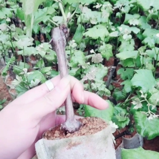 灵山县夏黑葡萄苗