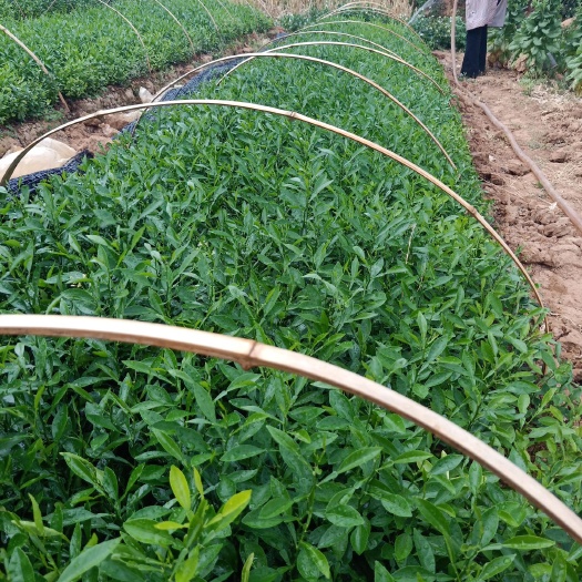 建水县香橙苗 0.5米以下 移栽苗