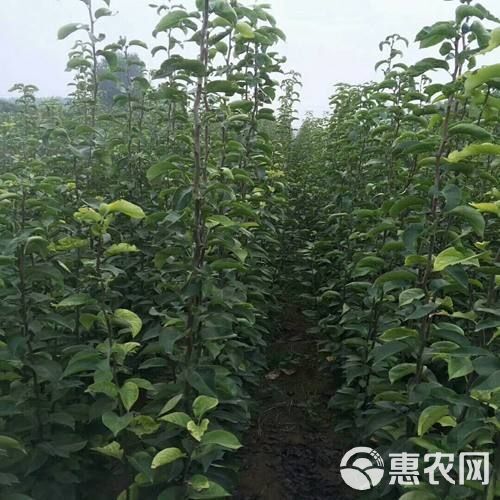 秋月梨树苗  1.5~2米 耐储藏，汁多甘甜！9月中旬成熟