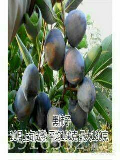 平邑县黑柿苗 