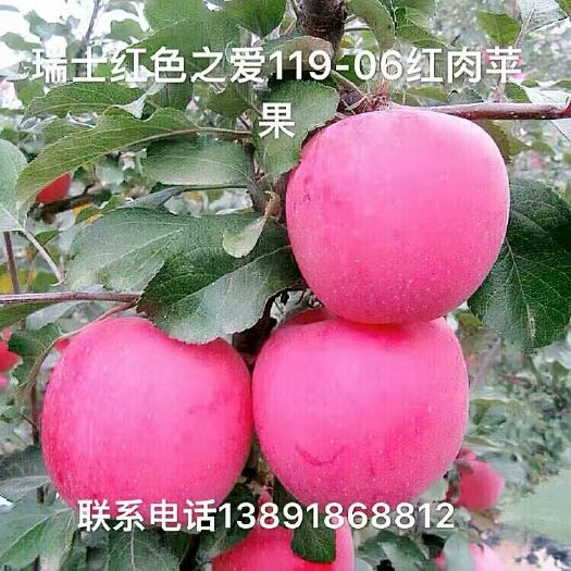 西安瑞士红色之爱苹果苗 2.0~2.5米 