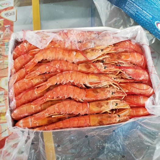 青岛阿根廷红虾 