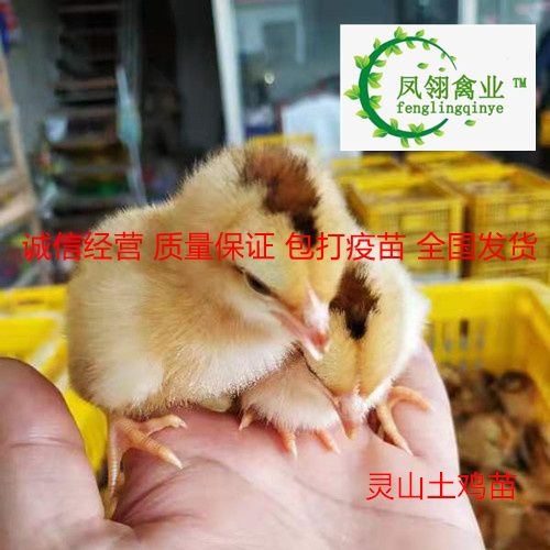 东兴市土鸡苗 