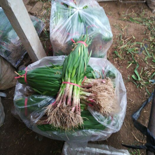 菏泽红根蒜苗 40 - 45cm 
