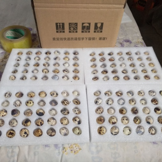 赵县精品鹌鹑蛋，质量保证，自产自销，