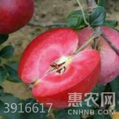 平邑县红肉苹果树苗 0.5~1米 