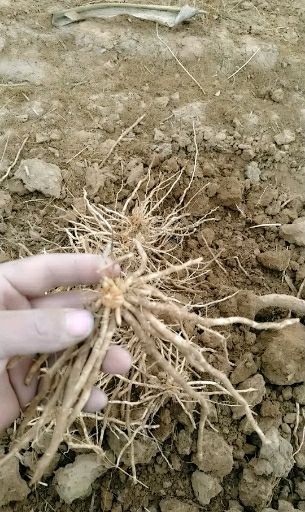 曹县芦笋根  芦笋苗，芦笋，大田地种植。全程技术指导