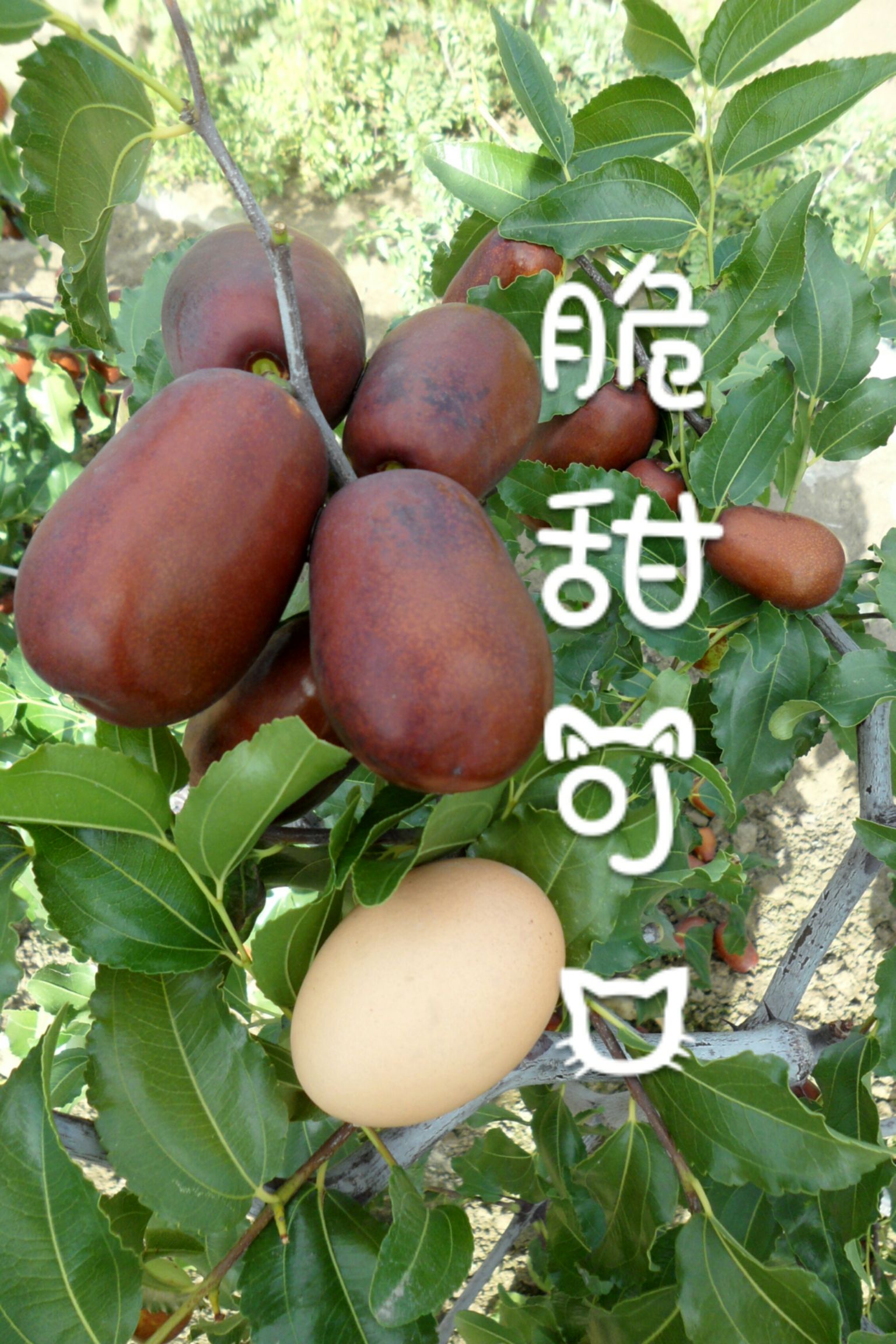 霍城县骏枣苗  2年嫁接苗【全国包邮走快递空运】