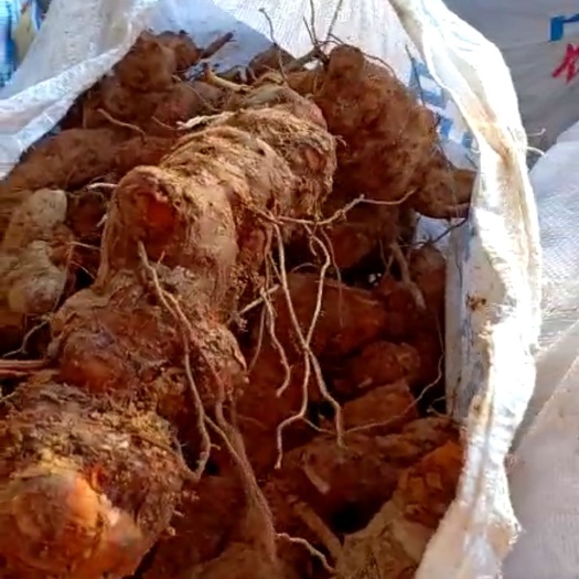 江门茯苓  本地土白肉