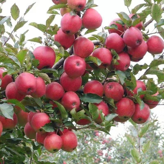 平邑县红肉苹果树苗 1~1.5米 