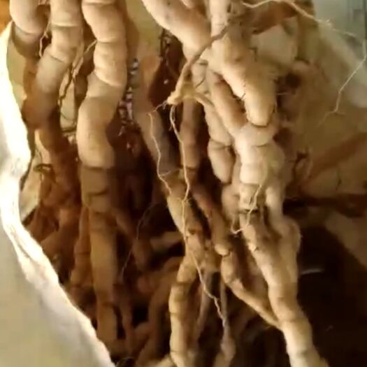 江门巴戟
