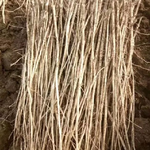 赤峰红芪  黄芪苗子，50厘米以
