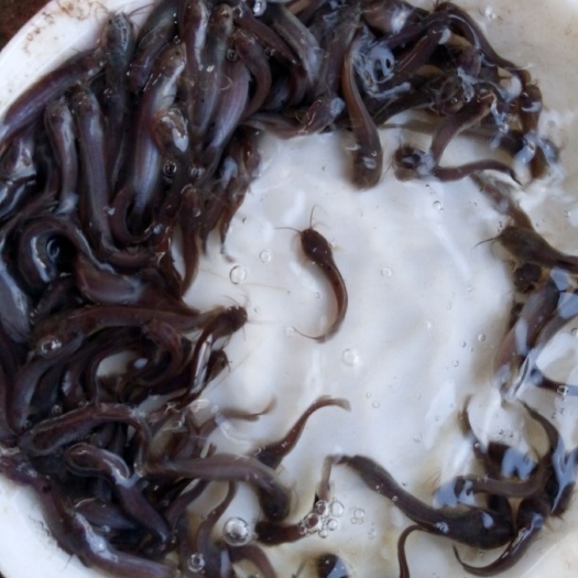 惠州 土塘虱鱼苗