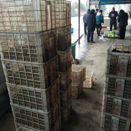 仙桃中国小龙虾 6-8钱 稻田虾 